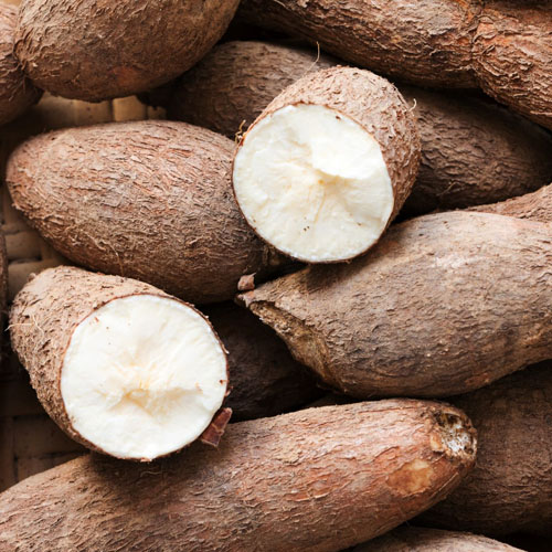 Cassava