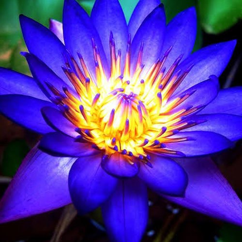 Blue Lotus